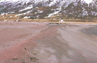 Gulakttig strandsand