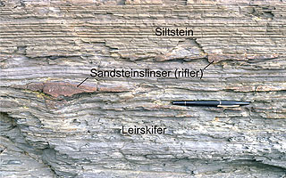 Strandgrus